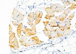 KCNK7 Antibody in Immunohistochemistry (Paraffin) (IHC (P))