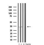 KCNK7 Antibody in Western Blot (WB)