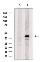 KCNK7 Antibody in Western Blot (WB)