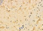 KCNH3 Antibody in Immunohistochemistry (Paraffin) (IHC (P))