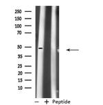 PDK1 Antibody in Western Blot (WB)