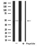 PHAX Antibody in Western Blot (WB)