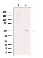 PHAX Antibody in Western Blot (WB)