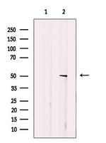 SEPT7 Antibody in Western Blot (WB)