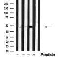 SEPT7 Antibody in Western Blot (WB)