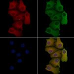 CD298 Antibody in Immunocytochemistry (ICC/IF)