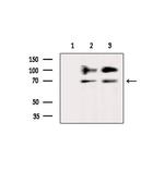 Dopamine Transporter Antibody in Western Blot (WB)