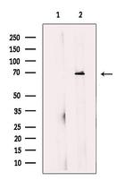 Dopamine Transporter Antibody in Western Blot (WB)