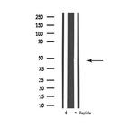 UBFD1 Antibody in Western Blot (WB)