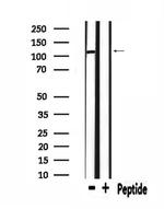 UBAP2L Antibody in Western Blot (WB)