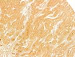 SLC30A4 Antibody in Immunohistochemistry (Paraffin) (IHC (P))