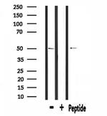 SLC39A7 Antibody in Western Blot (WB)