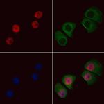 ALY Antibody in Immunocytochemistry (ICC/IF)