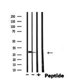 ALY Antibody in Western Blot (WB)