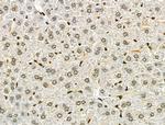 Osr2 Antibody in Immunohistochemistry (Paraffin) (IHC (P))