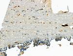 Osr2 Antibody in Immunohistochemistry (Paraffin) (IHC (P))