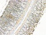 Osr2 Antibody in Immunohistochemistry (Paraffin) (IHC (P))