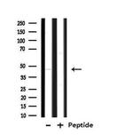 TEF5 Antibody in Western Blot (WB)