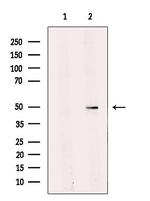 TEF5 Antibody in Western Blot (WB)