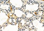 SPON2 Antibody in Immunohistochemistry (Paraffin) (IHC (P))