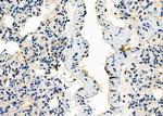 SPON2 Antibody in Immunohistochemistry (Paraffin) (IHC (P))