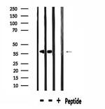 SPON2 Antibody in Western Blot (WB)