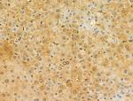 STARD10 Antibody in Immunohistochemistry (Paraffin) (IHC (P))