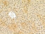 STARD10 Antibody in Immunohistochemistry (Paraffin) (IHC (P))