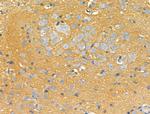 STARD10 Antibody in Immunohistochemistry (Paraffin) (IHC (P))