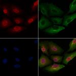 DUSP10 Antibody in Immunocytochemistry (ICC/IF)