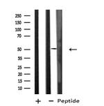 DUSP10 Antibody in Western Blot (WB)