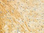 MYL3 Antibody in Immunohistochemistry (Paraffin) (IHC (P))