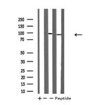 TOP1 Antibody in Western Blot (WB)