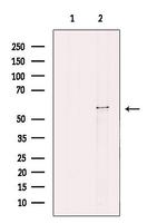 CYP26C1 Antibody in Western Blot (WB)