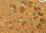 LRP8 Antibody in Immunohistochemistry (Paraffin) (IHC (P))