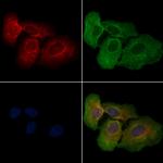 IL4I1 Antibody in Immunocytochemistry (ICC/IF)