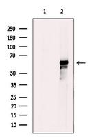 IL4I1 Antibody in Western Blot (WB)