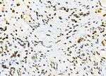 Opsin 3 Antibody in Immunohistochemistry (Paraffin) (IHC (P))