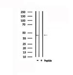 GPR109B Antibody in Western Blot (WB)