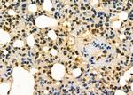 AGTR1 Antibody in Immunohistochemistry (Paraffin) (IHC (P))