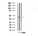 AGTR1 Antibody in Western Blot (WB)