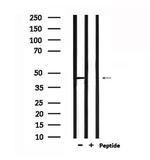 NPY1R Antibody in Western Blot (WB)