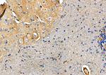 NPY5R Antibody in Immunohistochemistry (Paraffin) (IHC (P))