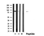 ARNT Antibody in Western Blot (WB)