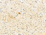 Endothelin 3 Antibody in Immunohistochemistry (Paraffin) (IHC (P))