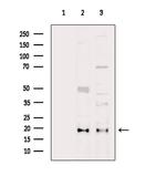 C19orf10 Antibody in Western Blot (WB)