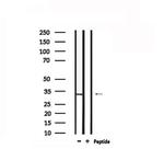 TRADD Antibody in Western Blot (WB)