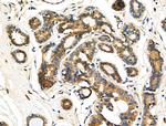 KCNE1 Antibody in Immunohistochemistry (Paraffin) (IHC (P))