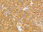 KCNE1 Antibody in Immunohistochemistry (Paraffin) (IHC (P))