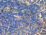 KCNE1 Antibody in Immunohistochemistry (Paraffin) (IHC (P))